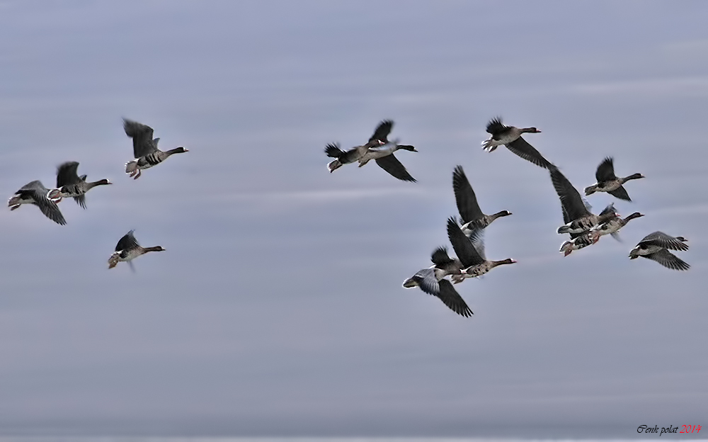 Greater White-fronted Goose